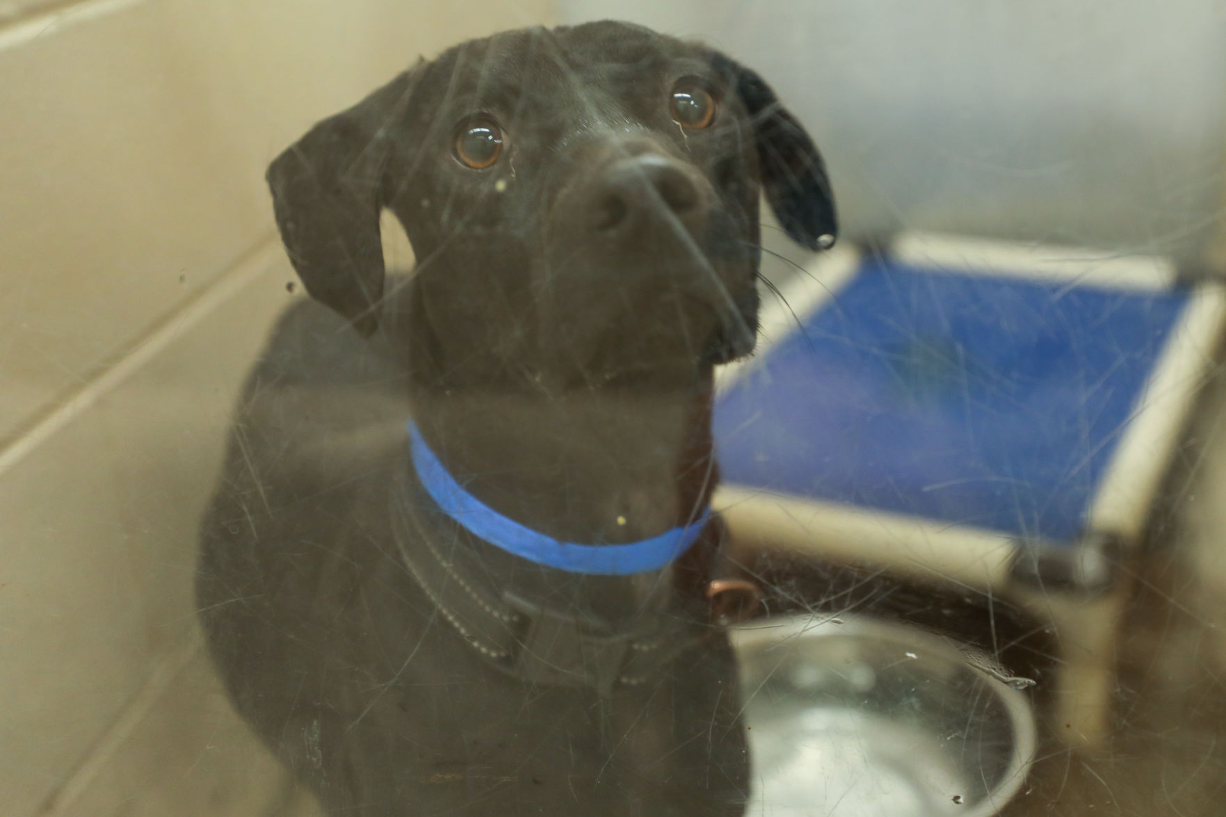 Lee County Humane Society pets for adoption